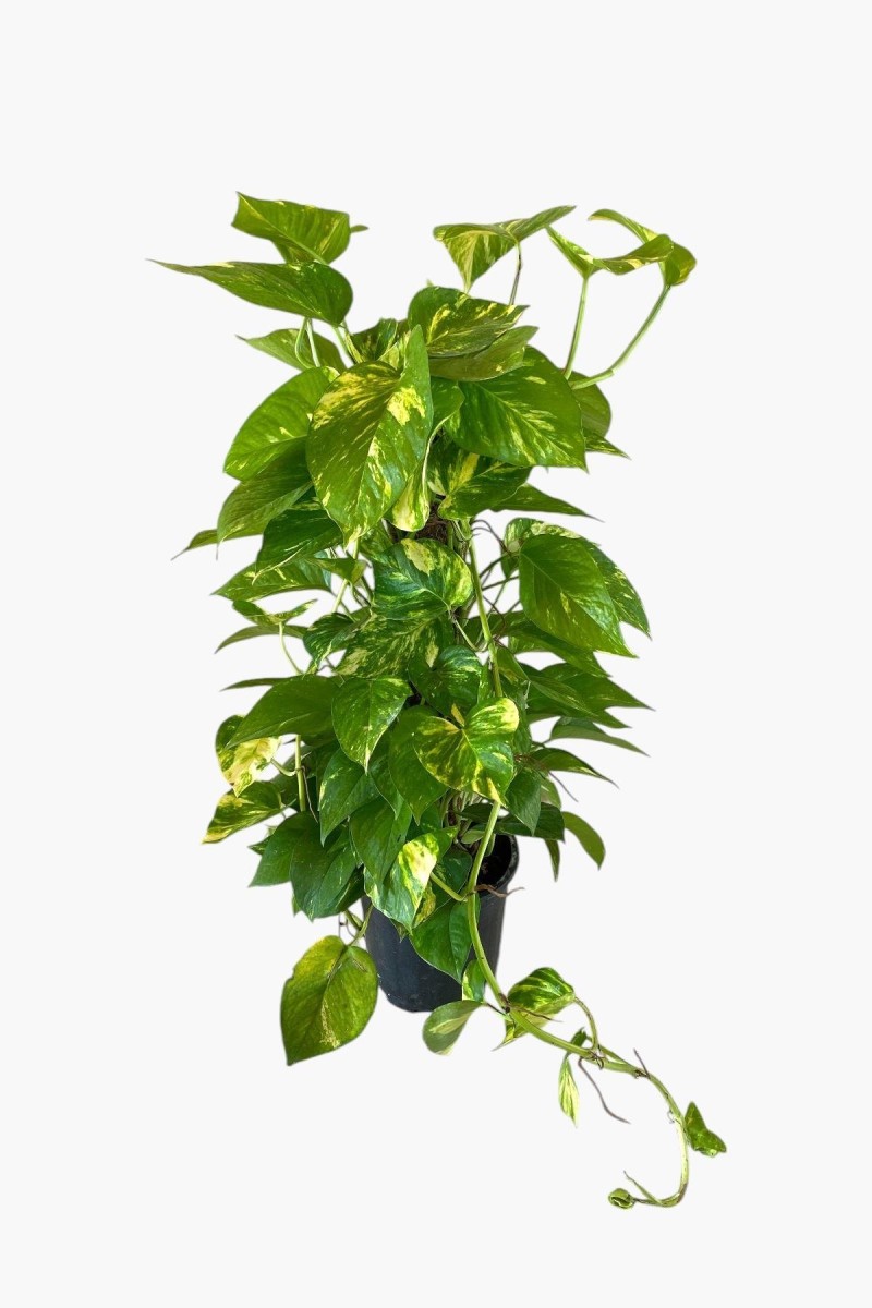Saksıda Syngonium